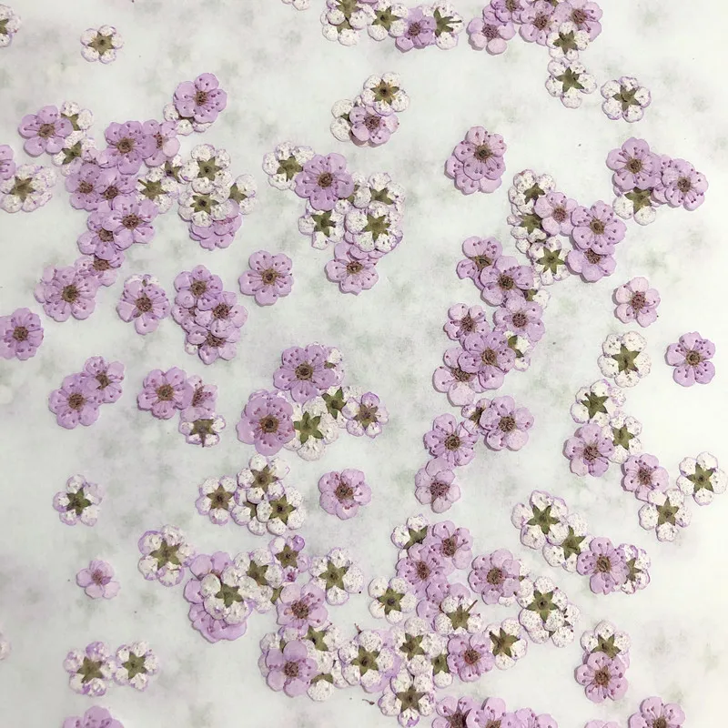 Dried Flower Bouquet - 압화된 미니 수선화, 작은 매화꽃 네일