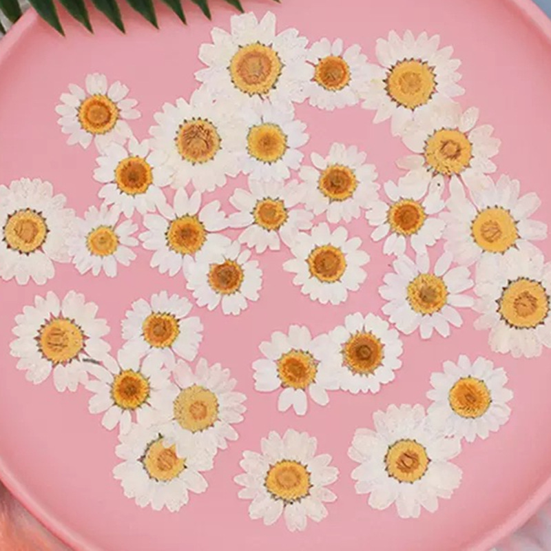 Dried Flower Bouquet - 100개 천연 백색 크리스탈 국화 데이지