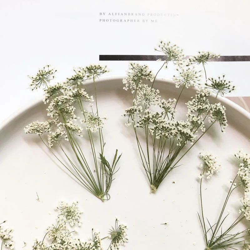 Dried Flower Bouquet - 5-7cm/12pcs, 지점이있는 눈 작은 꽃, 말린