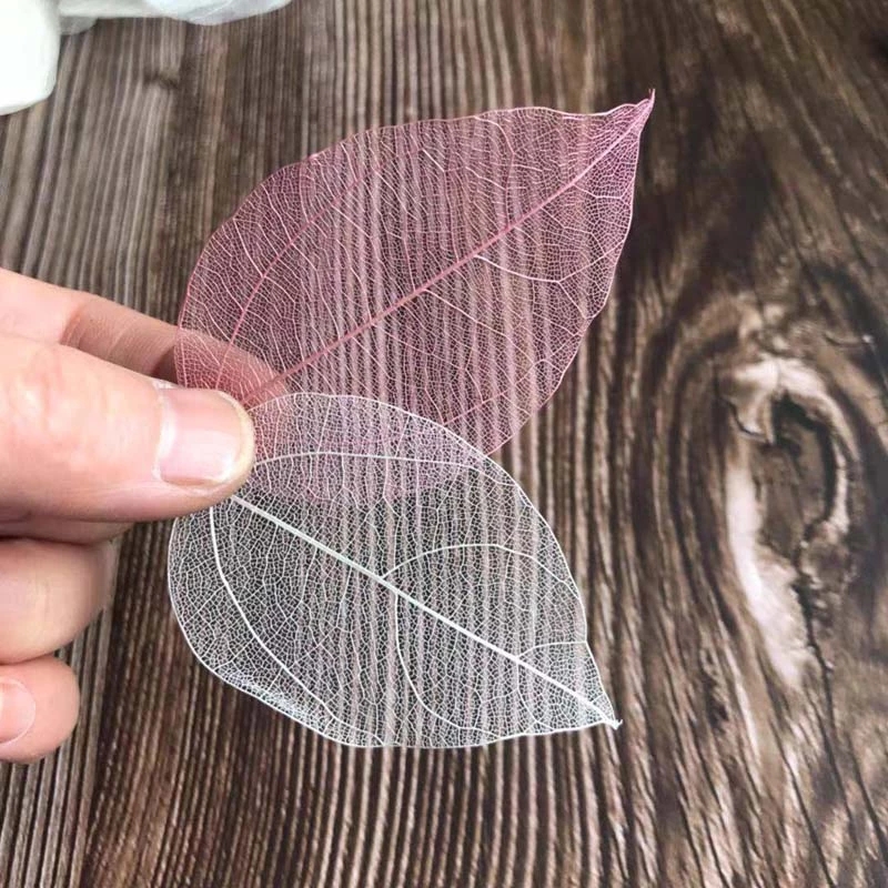 5~9CM*2~3.5CM, 100개/세트, 진짜 건조된 - Dried Flower Bouquet 리뷰 및 가격