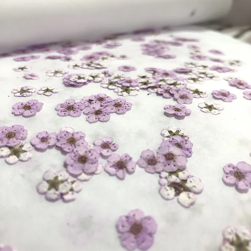 압화된 미니 수선화, 작은 매화꽃 네일 DIY 드립 글 - Dried Flower Bouquet 리뷰 및 가격
