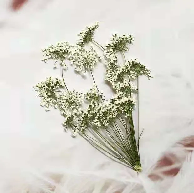 5-7cm/12pcs, 지점이있는 눈 작은 꽃, 말린  - Dried Flower Bouquet 리뷰 및 가격