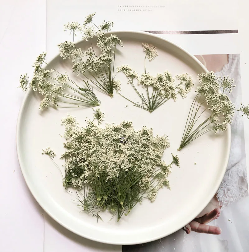 5-7cm/12pcs, 지점이있는 눈 작은 꽃, 말린  - Dried Flower Bouquet 리뷰 및 가격