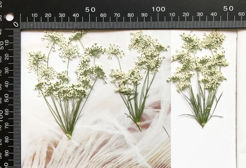 5-7cm/12pcs, 지점이있는 눈 작은 꽃, 말린  - Dried Flower Bouquet 리뷰 및 가격