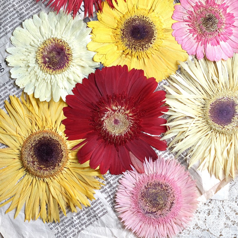 1개/7-9cm, 압화된 거베라 건조 꽃, 선샤인 컬러 - Dried Flower Bouquet 리뷰 및 가격
